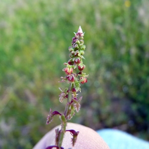 Photographie n°116148 du taxon Rumex bucephalophorus L. [1753]