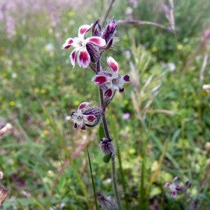 Photographie n°116168 du taxon Silene gallica L. [1753]