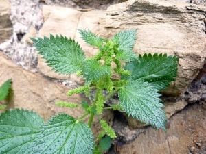 Emmanuel Stratmains, le 22 avril 2013 (Roquebrune-sur-Argens (le moulin))