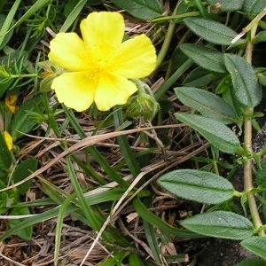 Photographie n°116184 du taxon Helianthemum nummularium var. nummularium