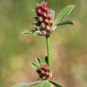 Photographie n°116194 du taxon Trifolium striatum L. [1753]