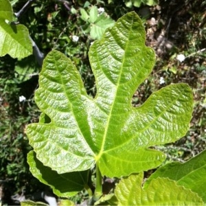 Photographie n°116206 du taxon Ficus carica L. [1753]