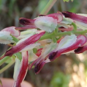 Photographie n°116211 du taxon Fumaria capreolata L. [1753]