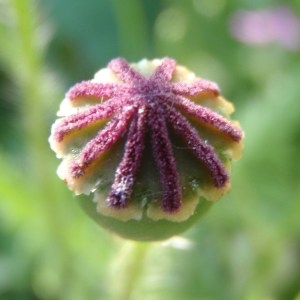 Photographie n°116215 du taxon Papaver rhoeas L. [1753]