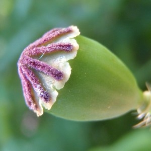 Photographie n°116217 du taxon Papaver rhoeas L. [1753]