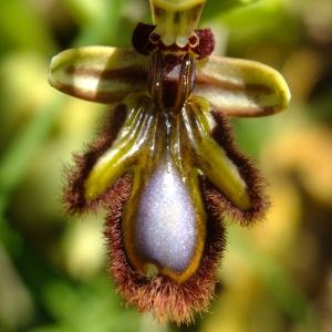 Photographie n°116233 du taxon Ophrys speculum Link [1799]