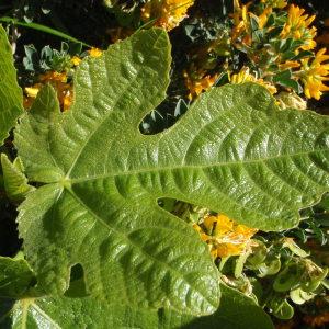 Photographie n°116235 du taxon Ficus carica L. [1753]