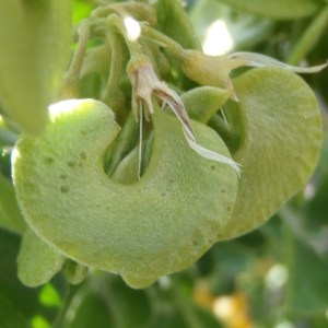 Photographie n°116242 du taxon Medicago arborea L. [1753]