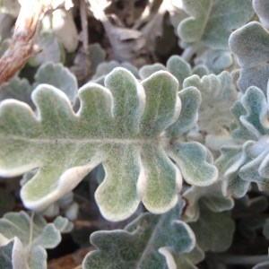 Photographie n°116249 du taxon Senecio cineraria DC. [1838]