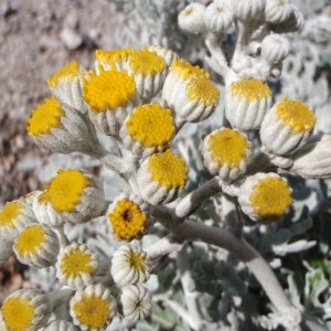 Photographie n°116250 du taxon Senecio cineraria DC. [1838]