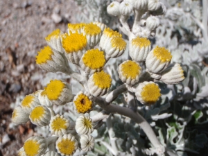Genevieve Botti, le 23 avril 2013 (Marseille (Mont-Roze))