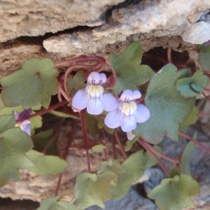 Photographie n°116256 du taxon Cymbalaria muralis f. muralis