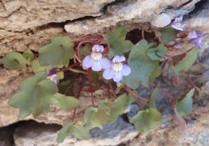 Genevieve Botti, le 23 avril 2013 (Marseille (Mont-Roze))