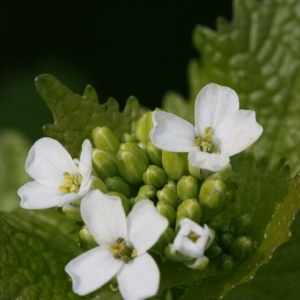 Alliaria petiolata écoph. vivace  (Alliaire)