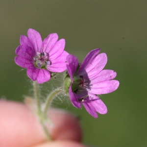 Photographie n°116330 du taxon Geranium molle L. [1753]