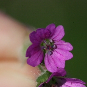 Photographie n°116331 du taxon Geranium molle L. [1753]