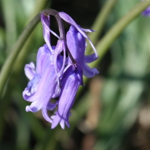 Photographie n°116334 du taxon Hyacinthoides non-scripta (L.) Chouard ex Rothm. [1944]