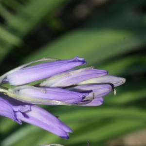 Photographie n°116343 du taxon Hyacinthoides non-scripta (L.) Chouard ex Rothm. [1944]