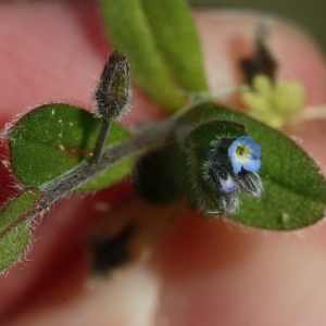 Photographie n°116346 du taxon Myosotis arvensis (L.) Hill [1764]