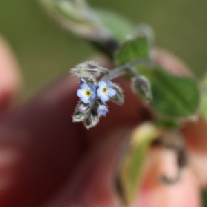 Photographie n°116347 du taxon Myosotis arvensis (L.) Hill [1764]