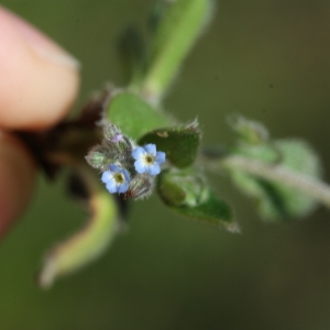 Photographie n°116348 du taxon Myosotis arvensis (L.) Hill [1764]