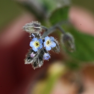 Photographie n°116349 du taxon Myosotis arvensis (L.) Hill [1764]