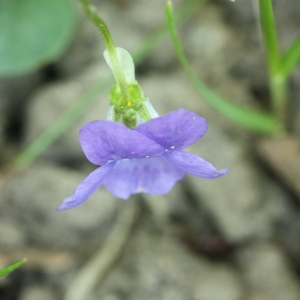 Photographie n°116353 du taxon Viola riviniana Rchb. [1823]