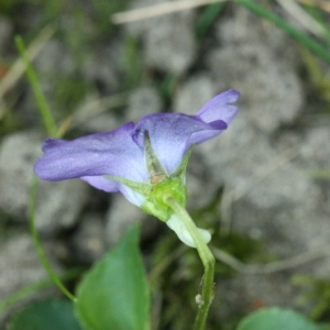 Photographie n°116361 du taxon Viola riviniana Rchb. [1823]