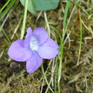 Photographie n°116362 du taxon Viola riviniana Rchb. [1823]