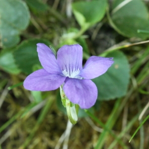 Photographie n°116364 du taxon Viola riviniana Rchb. [1823]