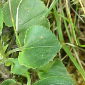 Photographie n°116365 du taxon Viola riviniana Rchb. [1823]