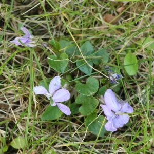 Photographie n°116368 du taxon Viola riviniana Rchb. [1823]