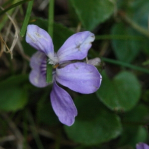 Photographie n°116371 du taxon Viola riviniana Rchb. [1823]