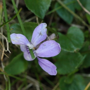 Photographie n°116374 du taxon Viola riviniana Rchb. [1823]