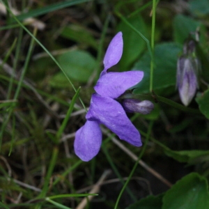 Photographie n°116377 du taxon Viola riviniana Rchb. [1823]