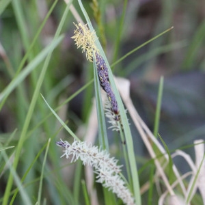 Photographie n°116382 du taxon Carex L.