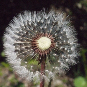 Photographie n°116391 du taxon Tussilago farfara L. [1753]