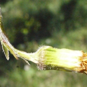 Photographie n°116399 du taxon Tussilago farfara L. [1753]