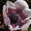  Liliane Roubaudi - Anemone coronaria L. [1753]