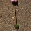  Liliane Roubaudi - Anemone coronaria L. [1753]