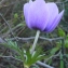  Liliane Roubaudi - Anemone coronaria L. [1753]