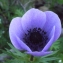  Liliane Roubaudi - Anemone coronaria L. [1753]