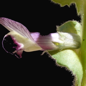 Photographie n°116453 du taxon Vicia narbonensis L. [1753]