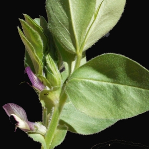 Photographie n°116454 du taxon Vicia narbonensis L. [1753]