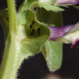 Photographie n°116456 du taxon Vicia narbonensis L. [1753]