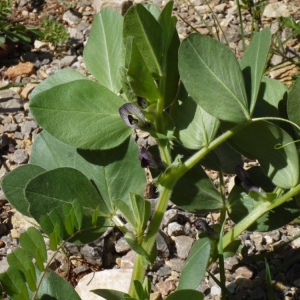 Photographie n°116460 du taxon Vicia narbonensis L. [1753]