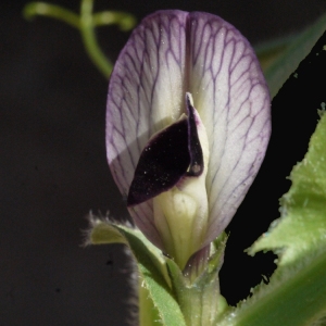 Photographie n°116461 du taxon Vicia narbonensis L. [1753]