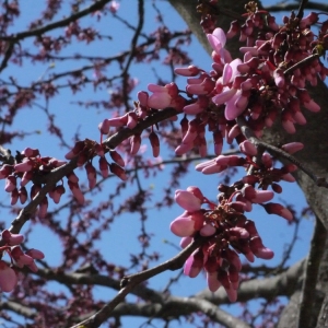 Photographie n°116466 du taxon Cercis siliquastrum subsp. siliquastrum