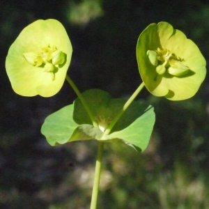 Photographie n°116473 du taxon Euphorbia amygdaloides L. [1753]