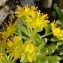  Alain Bigou - Saxifraga aizoides L. [1753]